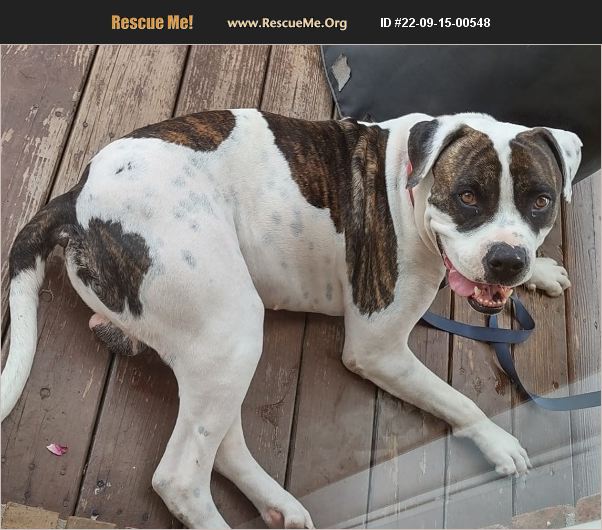 ADOPT 22091500548 American Bulldog Rescue Loretto, KY