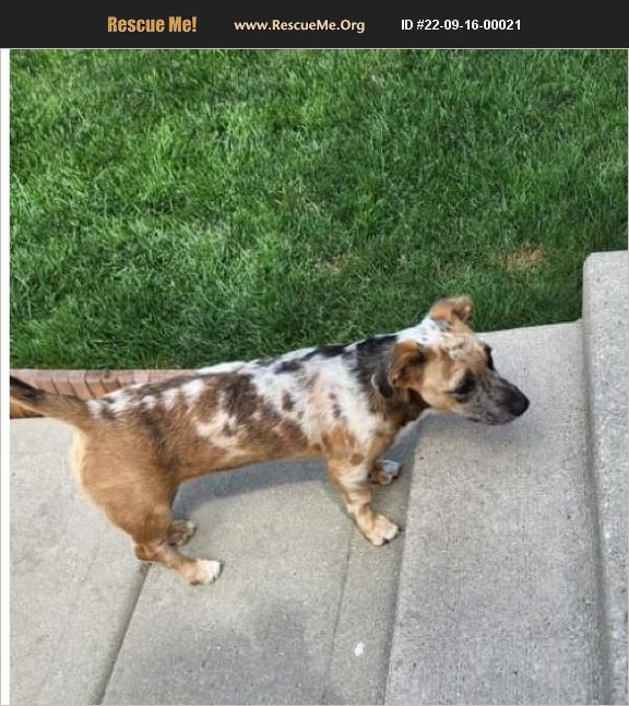ADOPT 22091600021 Dachshund Rescue East Dundee, IL