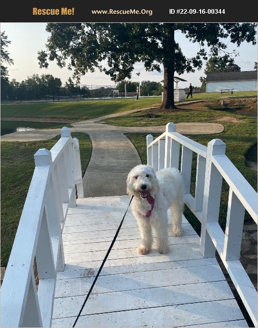 ADOPT 22091600344 ~ Poodle Rescue ~ Greensboro, NC