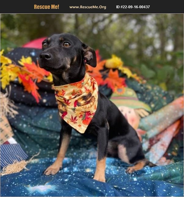ADOPT 22091600437 Miniature Pinscher Rescue Sebring, FL