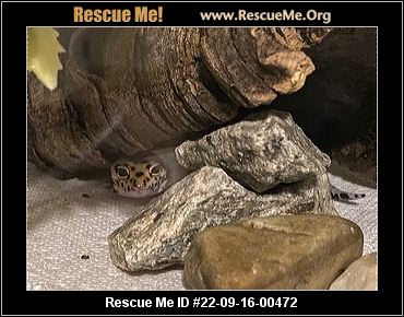 - Rhode Island Reptile/Amphibian Rescue - ADOPTIONS - Rescue Me!