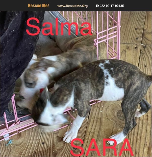 ADOPT 22091700135 Norfolk Terrier Rescue Spring Hill, FL