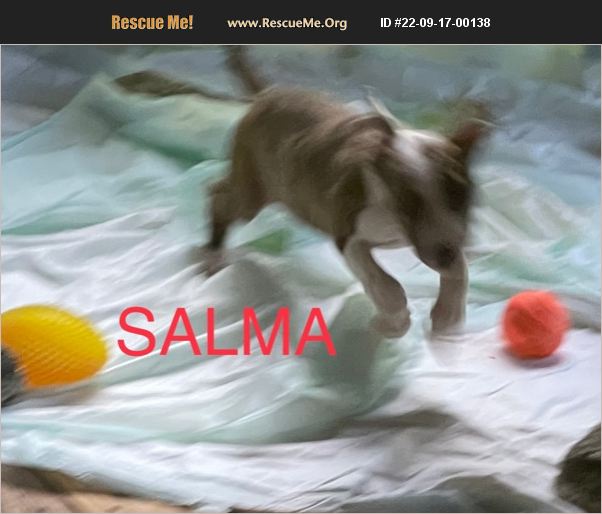 ADOPT 22091700138 Norwich Terrier Rescue Spring Hill, FL