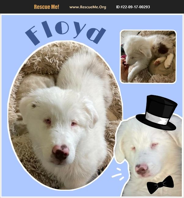 ADOPT 22091700293 Australian Shepherd Rescue Florida