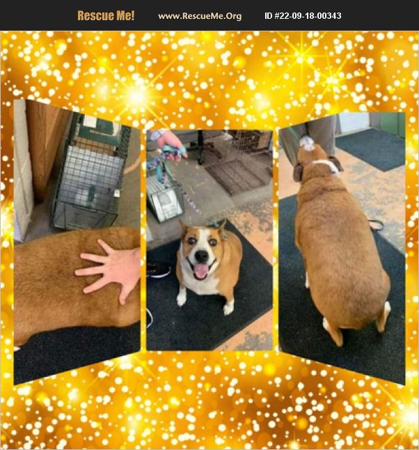 ADOPT 22091800343 Australian Cattle Dog Rescue East Wenatchee, WA