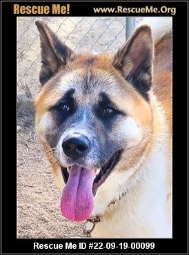 - California Akita Rescue - ADOPTIONS - Rescue Me!