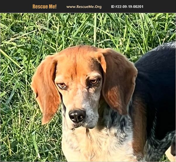 ADOPT 22091900201 Beagle Rescue Indianapolis, IN