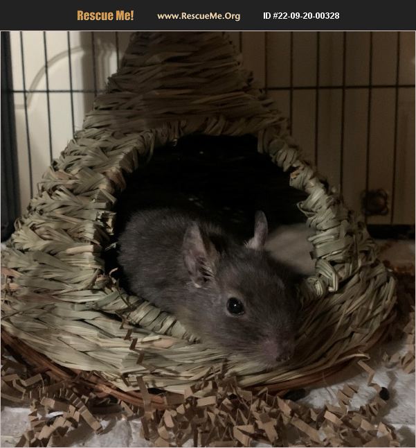 ADOPT 22092000328 Small Mammal Rescue Anoka, MN