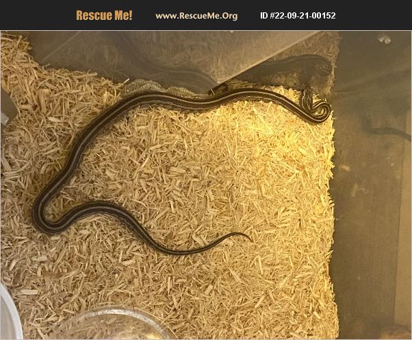 ADOPT 22092100152 ~ Reptile/Amphibian Rescue ~ Stafford, TX