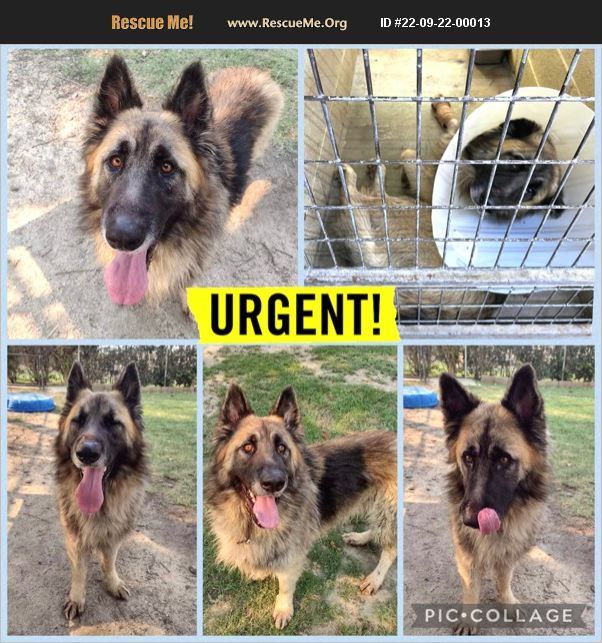 ADOPT 22092200013 German Shepherd Rescue Riverside County, CA