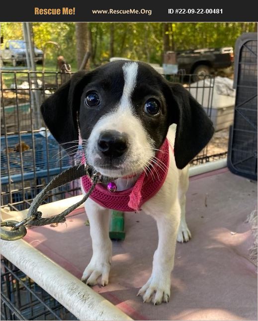 ADOPT 22092200481 Pointer Rescue Sagaponack, NY