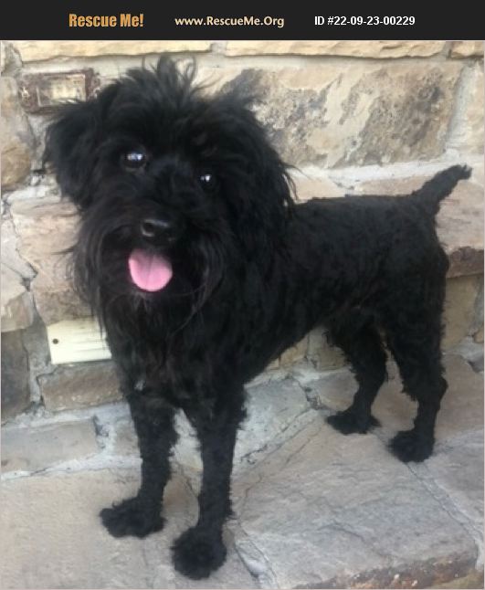 ADOPT 22092300229 ~ Poodle Rescue ~ Dallas, TX