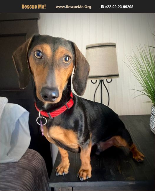 ADOPT 22092300298 Dachshund Rescue Penrose, CO