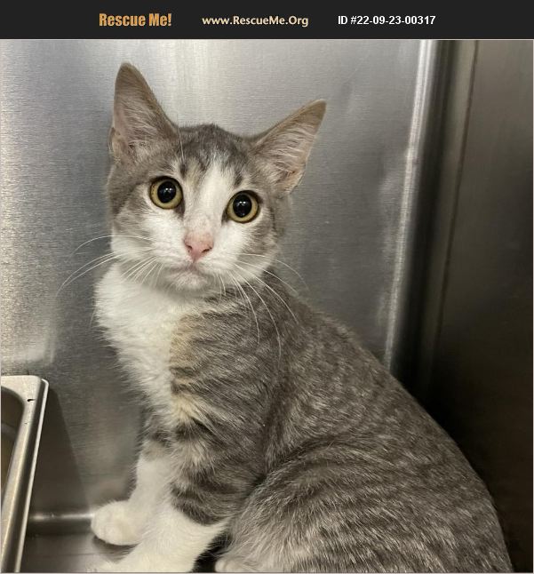 ADOPT 22092300317 Domestic Cat Rescue Columbus, OH