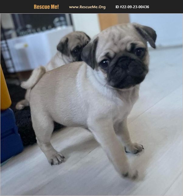 ADOPT 22092300436 Pug Rescue Spokane, WA