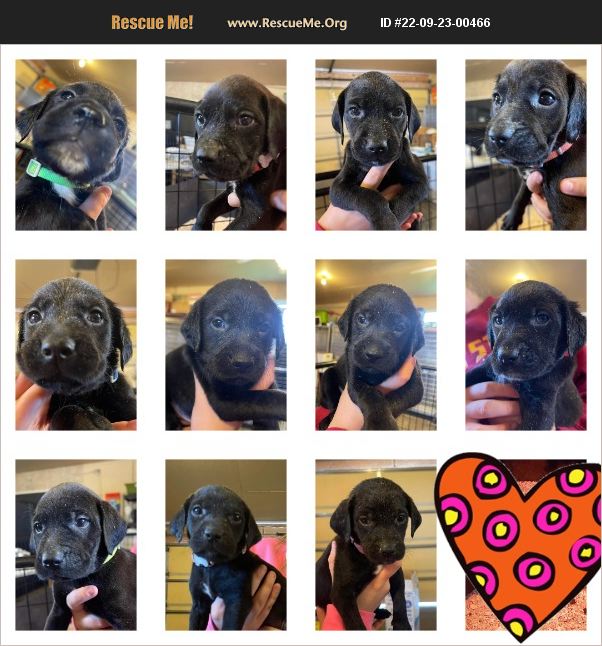 ADOPT 22092300466 Lab Rescue Badger , IA