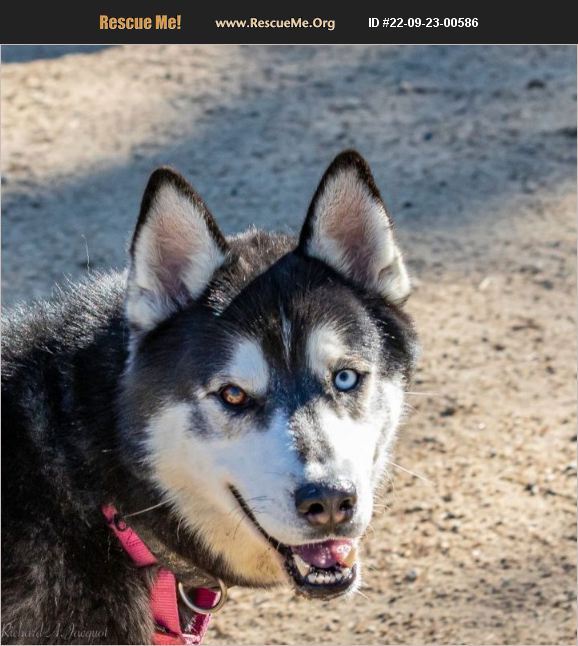 ADOPT 22092300586 ~ Siberian Husky Rescue ~ Phoenix, OR