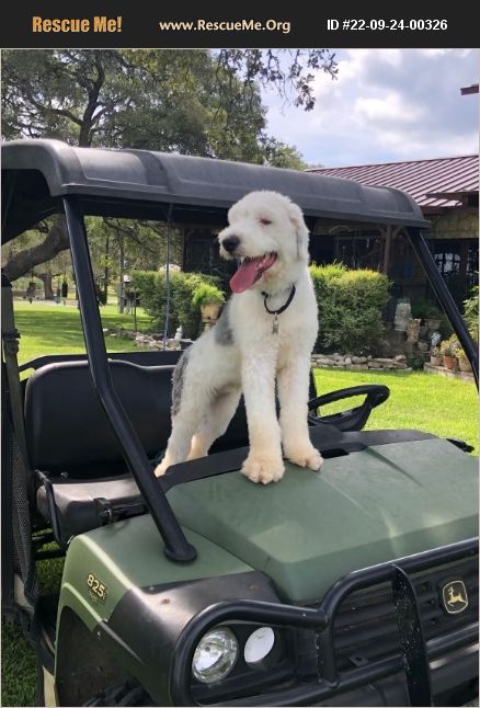 ADOPT 22092400326 ~ Old English Sheepdog Rescue ~ San Antonio, TX