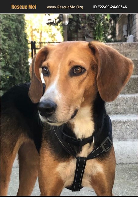 ADOPT 22092400346 ~ Foxhound Rescue ~ Fairfax County, CT