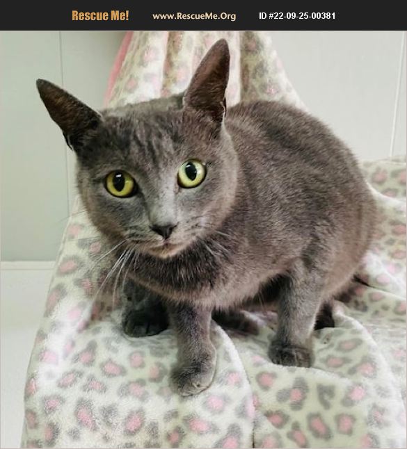 ADOPT 22092500381 Russian Blue Rescue Bethel, CT