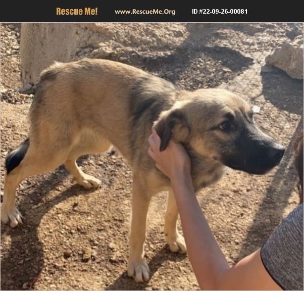 ADOPT 22092600081 German Shepherd Rescue LONDON,