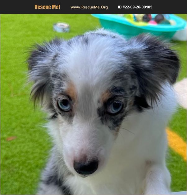 ADOPT 22092600105 Australian Shepherd Rescue Fort Myers, FL