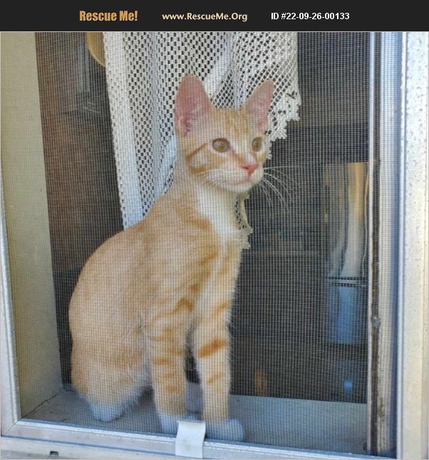 ADOPT 22092600133 Egyptian Mau Rescue Long Beach, CA