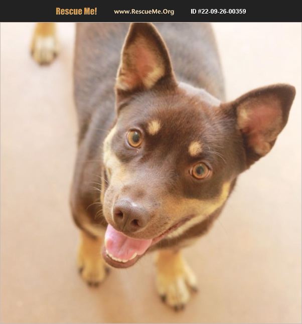 ADOPT 22092600359 Australian Kelpie Rescue Dripping Springs, TX