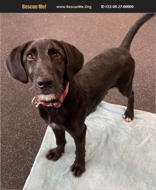 ADOPT 22092700060 Airedale Rescue Battle Creek, MI