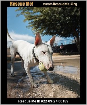 Bull terrier sale rescue northern california