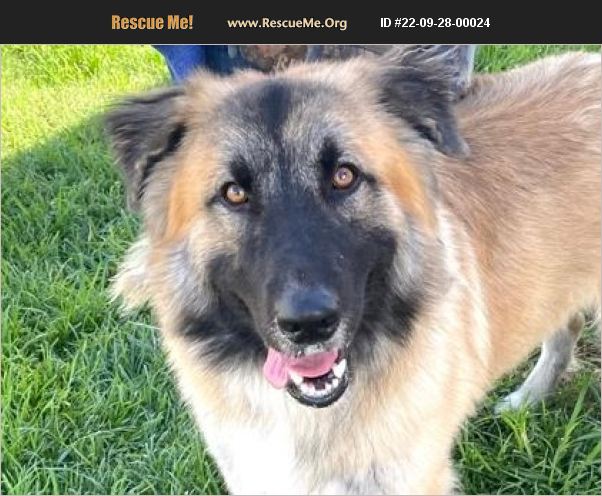 ADOPT 22092800024 ~ German Shepherd Rescue ~ Seattle, WA