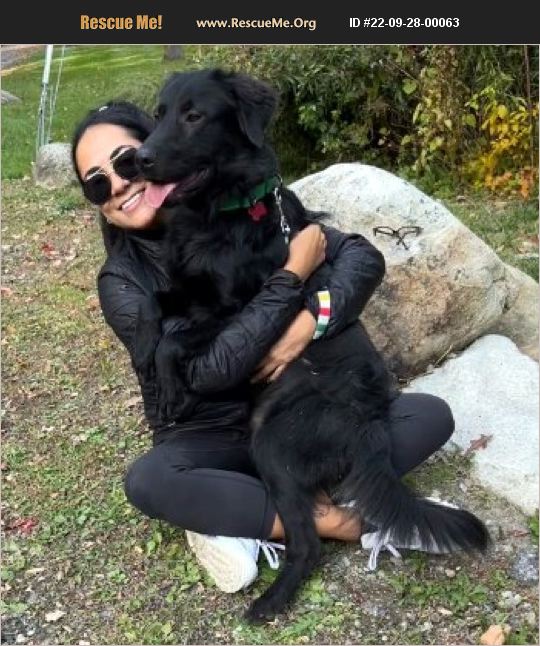 ADOPT 22092800063 FlatCoated Retriever Rescue Bedford Hills, NY