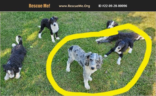 ADOPT 22092800096 ~ Old English Sheepdog Rescue ~ Denver, IN