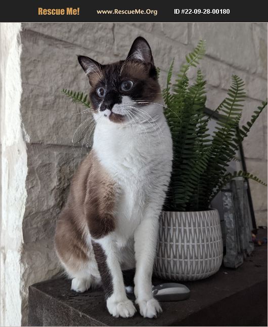 ADOPT 22092800180 Snowshoe Rescue Melissa, TX