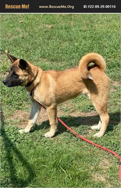 ADOPT 22092900114 ~ Akita Rescue ~ Commerce, TX