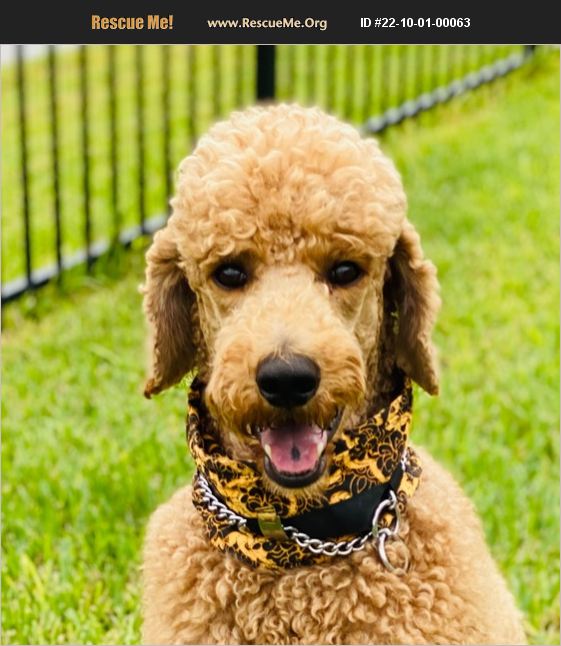 Poodles For Adoption In Florida Poodles Adoption Poodle Duffy Available Rescue Fence Picket