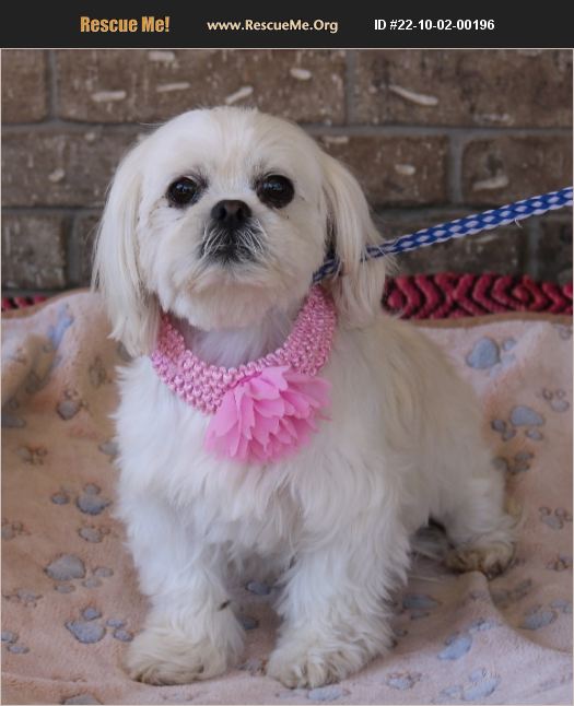 ADOPT 22100200196 Lhasa Apso Rescue Pipe Creek, TX