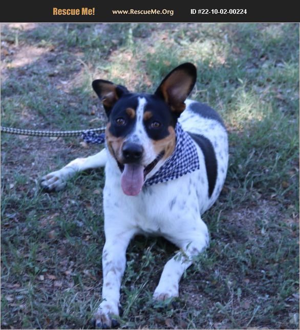 ADOPT 22100200224 Australian Cattle Dog Rescue Pipe Creek, TX