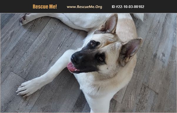 ADOPT 22100300102 ~ Akita Rescue ~ Littleton, NC