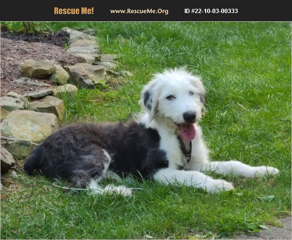 ADOPT 22100300333 ~ Old English Sheepdog Rescue ~ Grafton, OH
