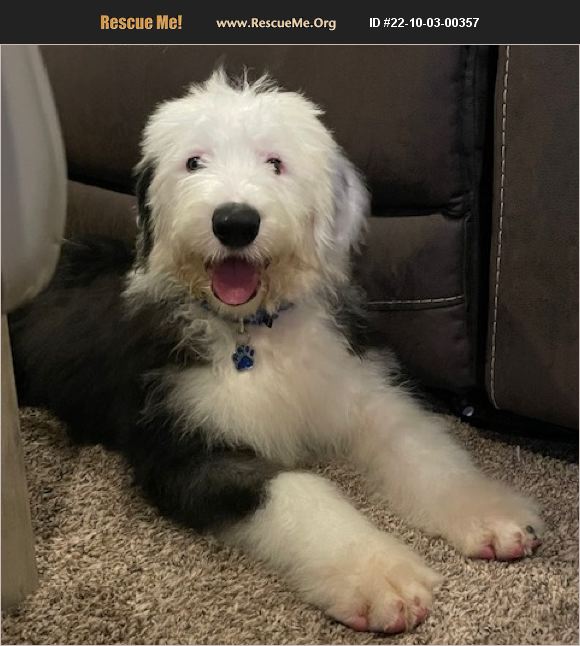 ADOPT 22100300357 Old English Sheepdog Rescue Grafton, OH