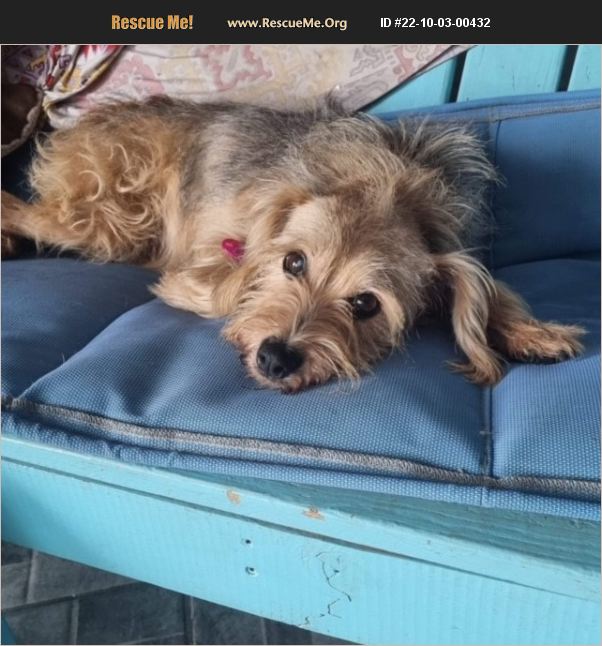 ADOPT 22100300432 Norfolk Terrier Rescue Williston, VT