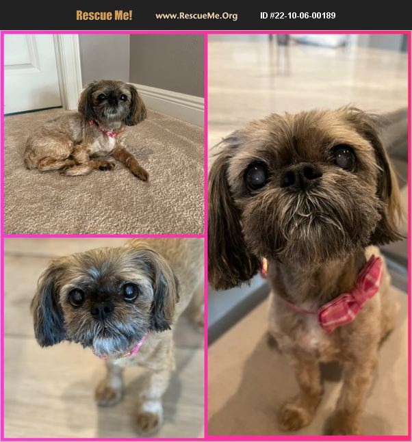 ADOPT 22100600189 Shih Tzu Rescue Wesley Chapel FL adopt-22100600189-shih-tzu-rescue-wesley-chapel-fl
