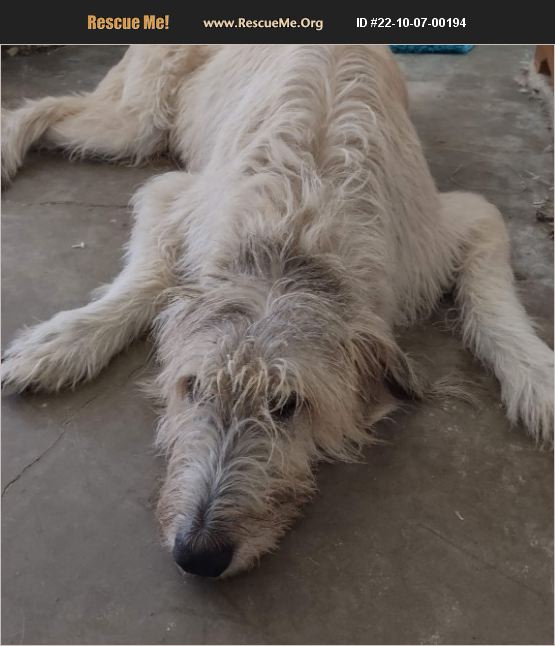 ADOPT 22100700194 Irish Wolfhound Rescue Sarasota, FL
