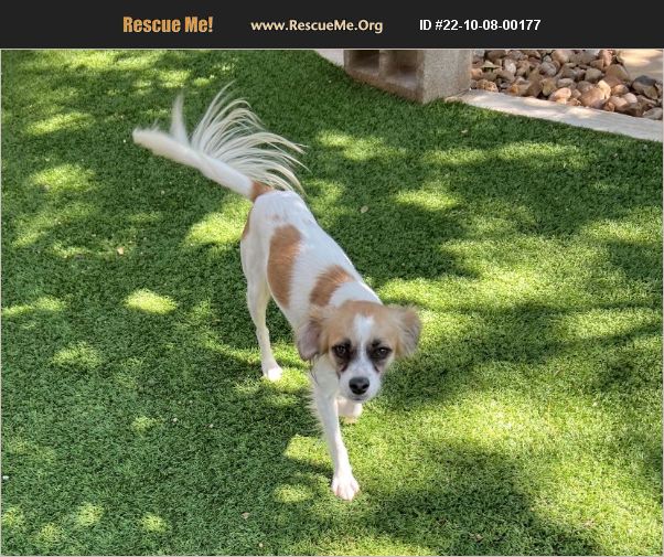 ADOPT 22100800177 Papillon Rescue San Antonio, TX