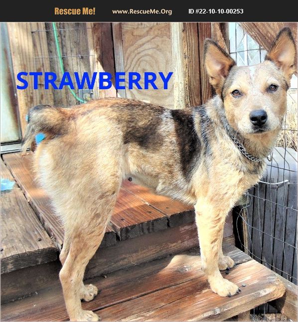 ADOPT 22101000253 Australian Cattle Dog Rescue Seattle, WA