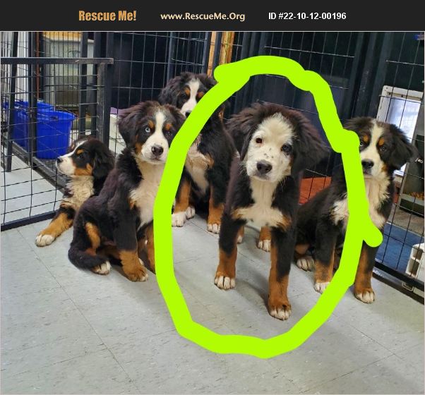 ADOPT 22101200196 Bernese Mountain Dog Rescue Denver, IN