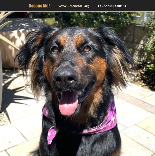 ADOPT 22101300114 German Shepherd Rescue Anaheim, CA