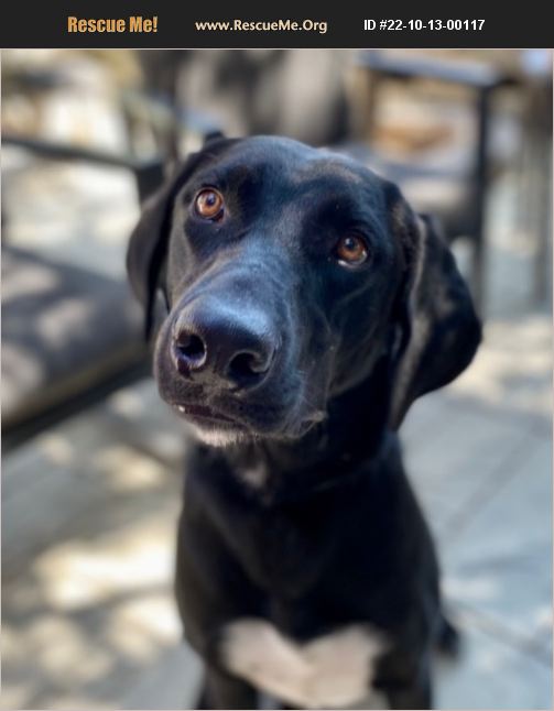 ADOPT 22101300117 Lab Rescue Lake Forest, CA
