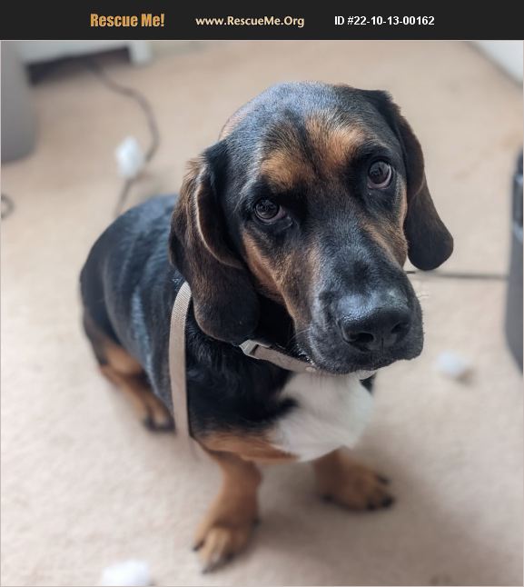 ADOPT 22101300162 Basset Hound Rescue duluth, MN